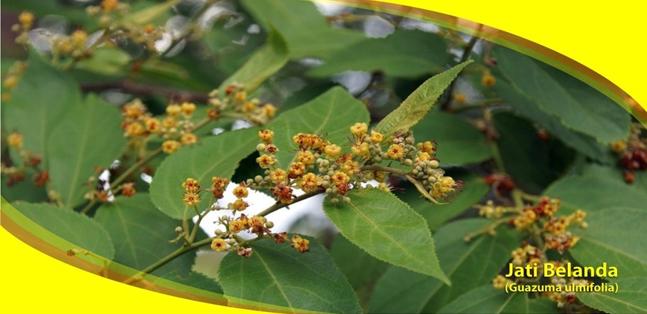 Khasiat Jati Belanda Turunkan Berat Badan